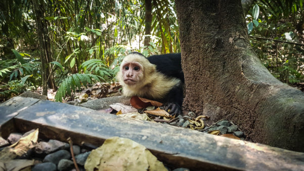 Panamanian white-faced capuchin, Costa Rica, Manzanillo